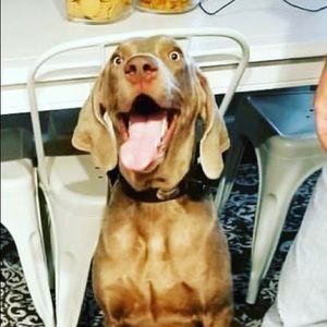 Meet your Posher, Adam